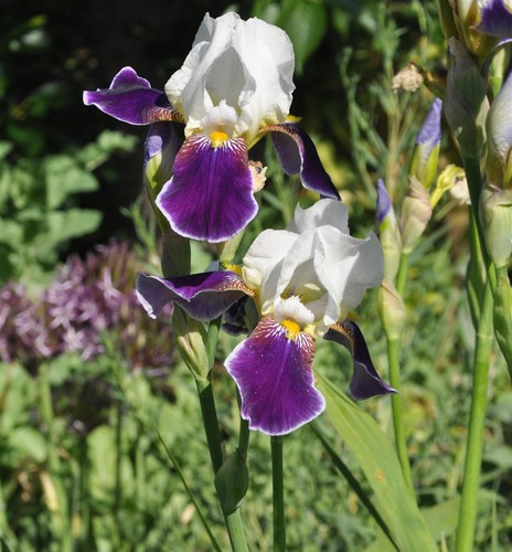 Schwertlilie wabash iris - schwertlilie,
