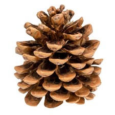 NaDeco Pinienzapfen 12-14cm