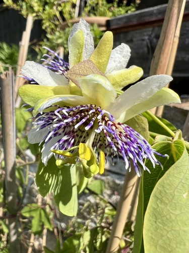 Passiflora elegans samen - elegans,