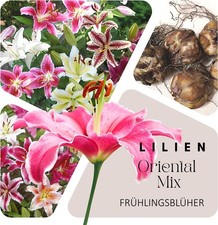 Lilien Zwiebeln (10 Stück) - Orientalische Mischung - mehrjährig - winterhart