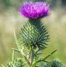 20 Samen Mariendistel Silybum