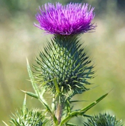 Samen mariendistel silybum - samen,