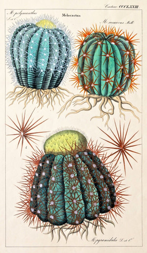 Dietrich kaktus melocactus - dietrich,