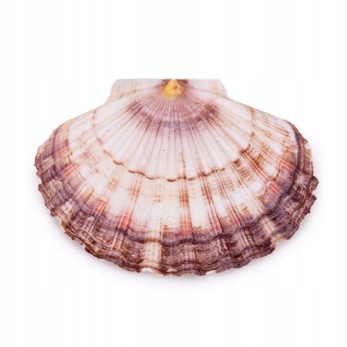 Aquarium pecten maximus - aquarium,