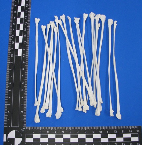 20er pack wadenbeinknochen - pack,