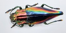 Buprestidae, Cyphogastra javanica, A2, 30 mm, Tayando, #BP203