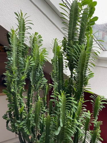 Euphorbia kantige wolfsmilch - 3,