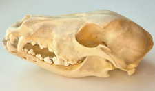 Schädel Hund 18x9cm, Hundeschädel als Anatomiemodell für Tiermedizin und Studium