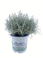 Stacheldraht Pflanze, Calocephalus brownii