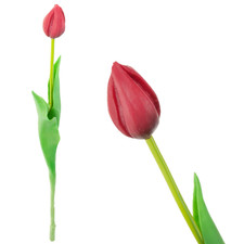 Einzeln gummierte tulpe - gummierte, rot