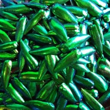 100x exotische grüne