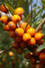 Sanddorn hippophae rhamnoides - hippophae,