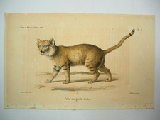 Lithographie Revue et Mag. de Zoologie 1858 Katze Felis margarita Bocourt Buquet