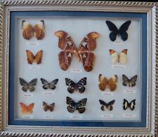 Sammlung - 15 Riesige Schmetterlinge im Schaukasten 69x60x3 cm im Ausverkauf!