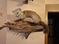 Mader Tierpräparat Rarität Figur 