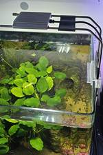 Dennerle Nano Style LED Lampe