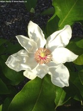 Magnolia x hybrida 'Charles
