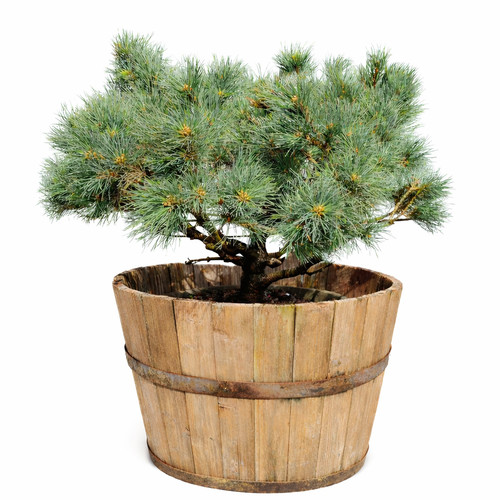 Pinus sylvestris martham - sylvestris, cv