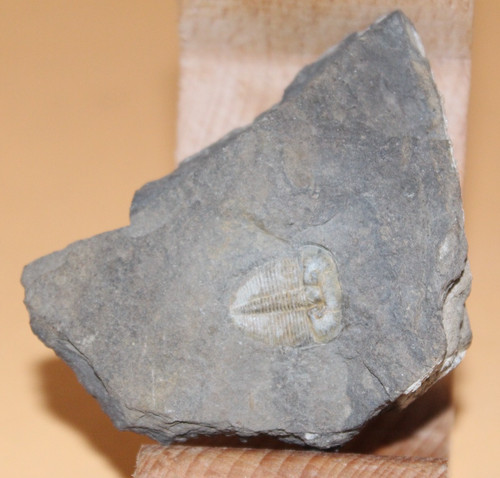 Aulacopleura konincki silur - konincki,