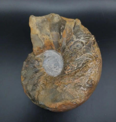 Ammonit ceratites spinosus - ammonit,,