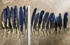 15 mittellange Papageienfedern