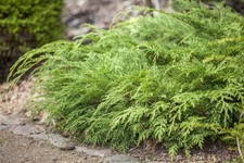 Microbiota decussata 'Lucas'