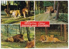 AK Löwen im Safariland Tüddern, aus 1971,  unversandt