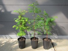 Metasequoia glyptostroboides -