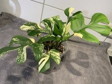 Rhaphidophora Tetrasperma Thai