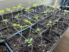 Black cherry tomate aus - cherry,