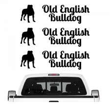 Old English Bulldog OEB