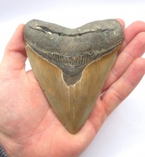 Schöner Megalodon Haizahn