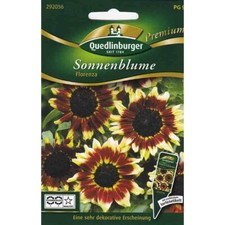 Sonnenblumen florenza - sonnenblumen,,