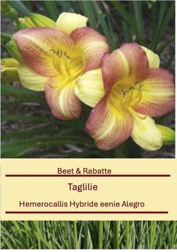 Hemerocallis eenie allegro - ,