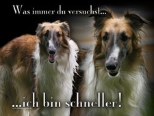 BARSOI Russischer Windhund