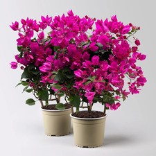 Bougainvillea, pink/lila