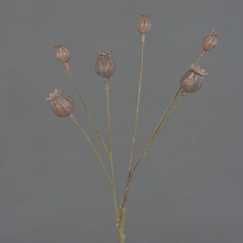 Artplants kunst mohnkapseln - artplants,
