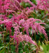 Prachtspiere Rote Straußenfeder - Astilbe simplicifolia