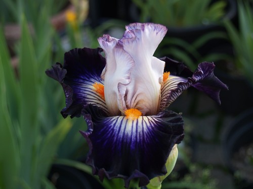 Schwertlilie iris terre a - schwertlilie,