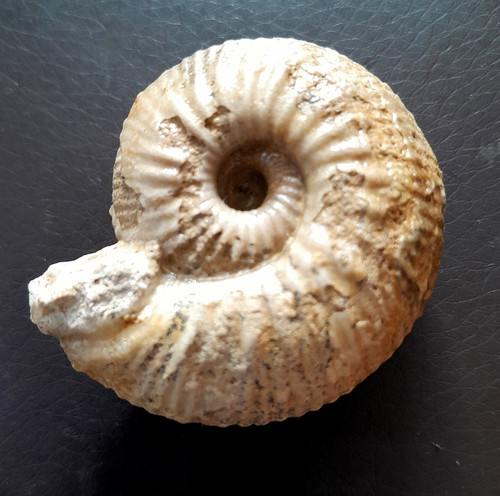 Chondroceras evolvescens