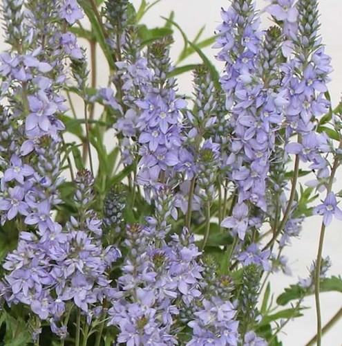Niederliegender garten - niederliegender,