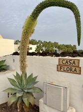Agave Attenuata Drachenbaum