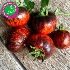 Tomatensamen ? KÖNIGIN DER NACHT ? 10+ Samen Tomate geheimnisvoll lecker