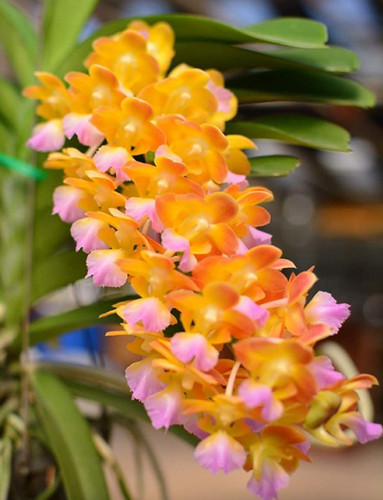 Vanda hybrid bangkok star - hybrid, star'