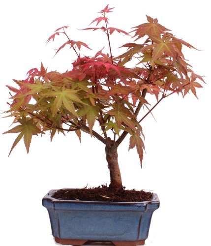 Bonsai acer palmatum deshojo - bonsai,