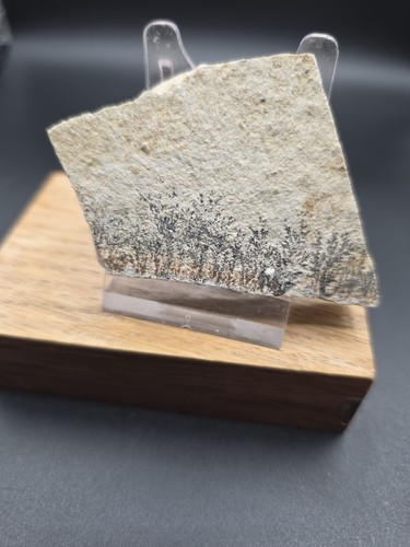 Dendriten solnhofen 5x4 5x1cm - dendriten,solnhofen, 5x4,5x1cm.