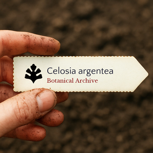 Celosia argentea plumed - |,