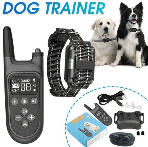 1000m hund ausbildung - 1000m,