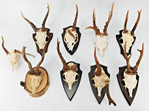 Sammlung abnorm rehbock - abnorm,