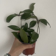 Zimmerpflanze hoya - zimmerpflanze,
